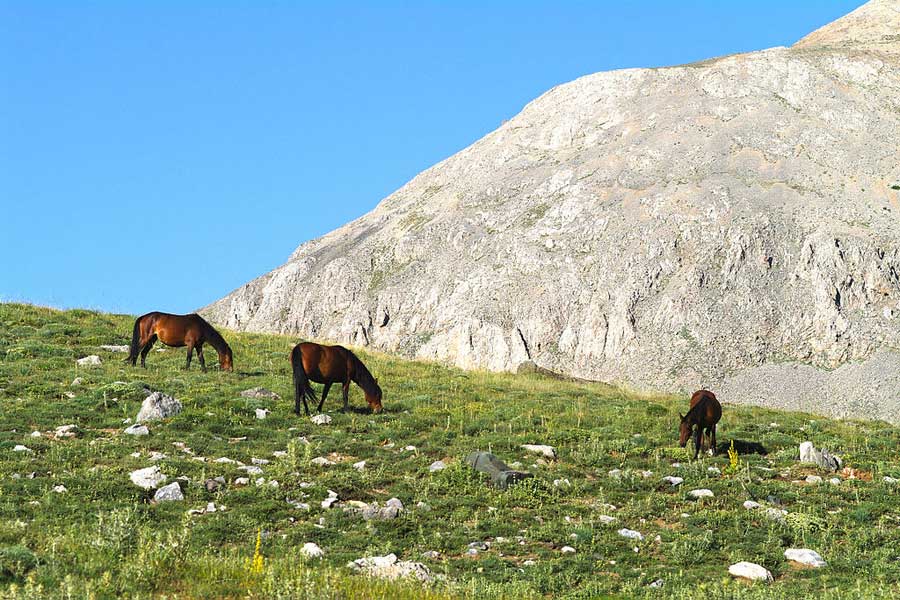 Wild_horses,_Bolkar_Mts.